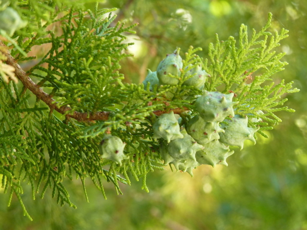 No s'ha trobat l'arxiu